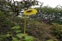 Cremanthodium decaisnei